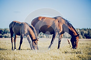 Mare and foal walking in the field. Horses grazing in the field. Rural landscape