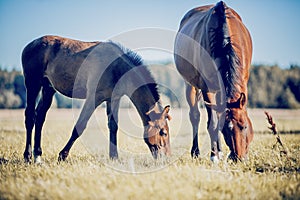 Mare and foal walking in the field. Horses grazing in the field. Rural landscape