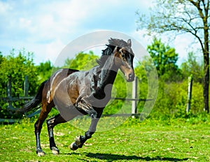 mare and foall in a meadow