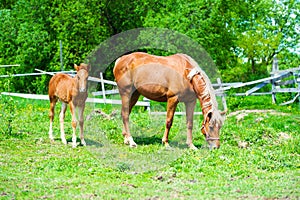 mare and foall in a meadow