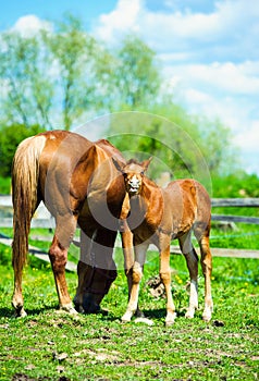 mare and foall in a meadow