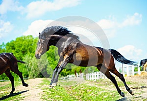 mare and foall in a meadow