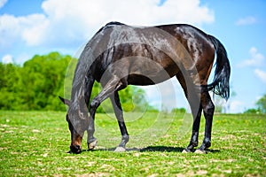 mare and foall in a meadow