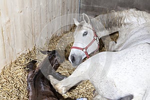 Mare with foals smell