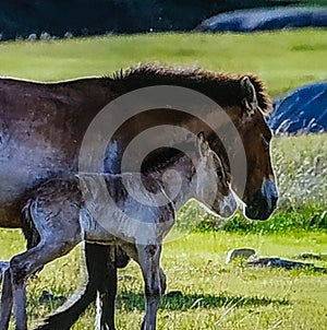 Mare with foul, grass, greenery, scenery