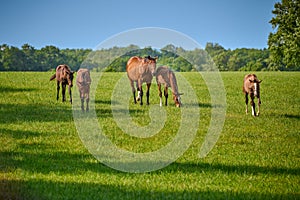 A mare and four foals walking in a field