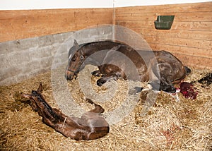 Mare gave birth to foals
