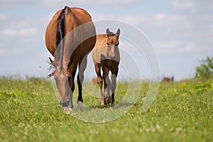 A Mare and her child graze on a green field in summer