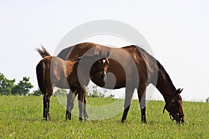 Mare and Her Colt