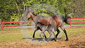 Mare and Her Colt