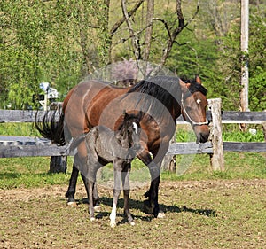 Mare and Her Colt