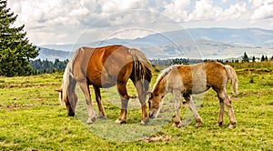 A Mare and a Colt Grazing in a Meadow