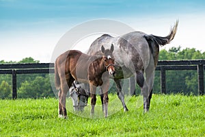 Mare with her colt on pastures of horse farms.