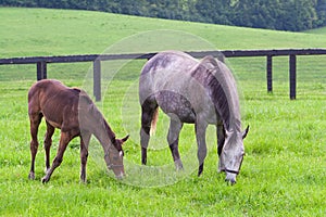 Mare with her colt on pastures of horse farms.