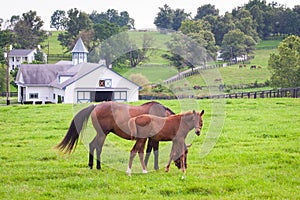 Mare with her colt on pastures of horse farms.