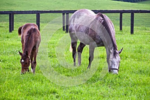 Mare with her colt on pastures of horse farms.