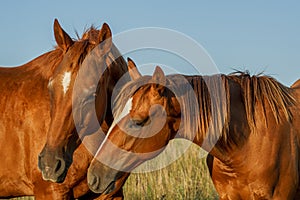 A mare and her filly