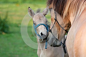 Mare and her foal