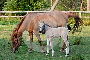 Mare and her foal