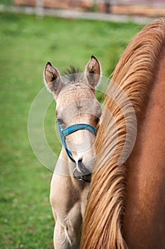 Mare and her foal