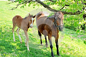 Mare and her foal