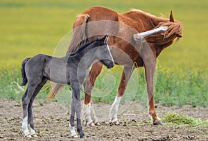 Mare and Her Foal