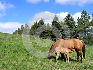 Mare and her foal