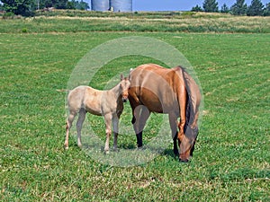 Mare and her foal