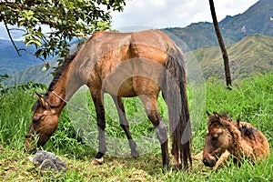 Mare and Her Foal