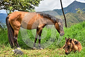 Mare and Her Foal