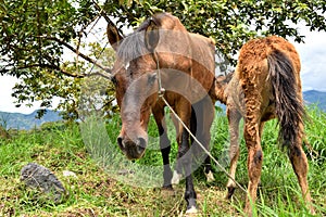 Mare and Her Foal