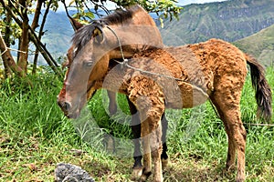 Mare and Her Foal