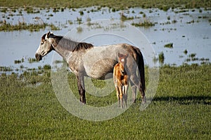 Mare with her foal grazing in freedom in a wetland located in Spain, Europe