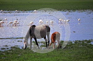 Mare and her foal grazing freely in a wetland next to flamingos