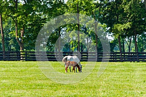 Mare with her foal at horse farm