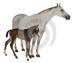 Mare and her foal, standing