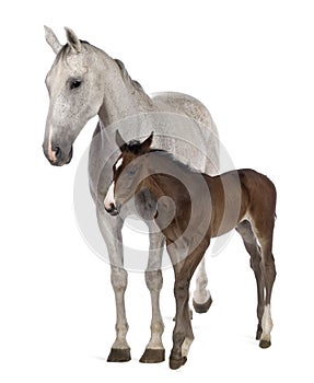 Mare and her foal, standing