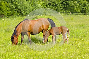 Mare and her foal on a summer pasture.