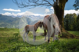 Mare and her foal under a tree