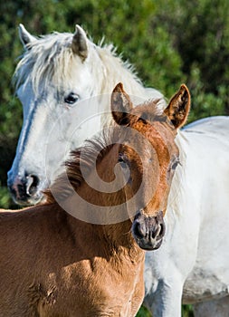 Mare with her foal. White Camargue horse. Parc Regional de Camargue. France.