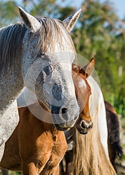 Mare with her foal. White Camargue horse. Parc Regional de Camargue. France.