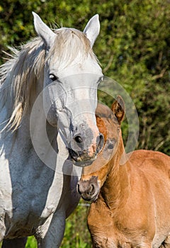 Mare with her foal. White Camargue horse. Parc Regional de Camargue. France.