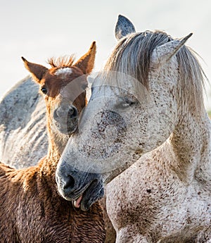 Mare with her foal. White Camargue horse. Parc Regional de Camargue. France. Provence.