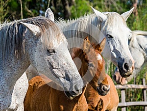 Mare with her foal. White Camargue horse. Parc Regional de Camargue. France. Provence.