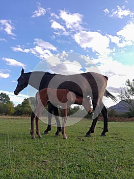 A mare and her offspring in a green field of grass