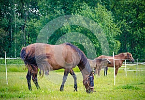 Mare horse in the field in the summer landscape
