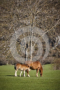 Mare horse with her foal in the countryside. Equine livestock