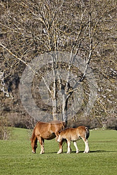 Mare horse with her foal in the countryside. Equine livestock