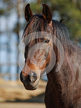 Mare horse in paddock in spring in daytime