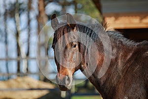 Mare horse in paddock in spring in daytime